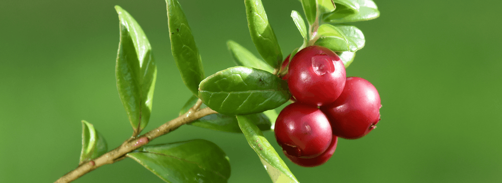 Supercharge Your Health: Unleashing the Incredible Powers of Cranberry - Orgen Nutraceuticals