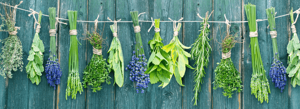 Natural Healing: Top 7 Ailments To Try Herbal Medicine For - Orgen Nutraceuticals