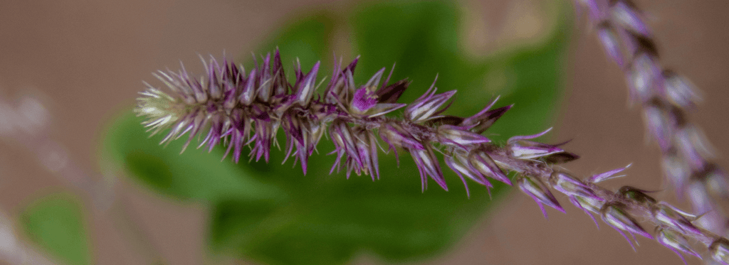 Prickly Chaff Flower: The Mysterious Herb with Remarkable Benefits - Orgen Nutraceuticals