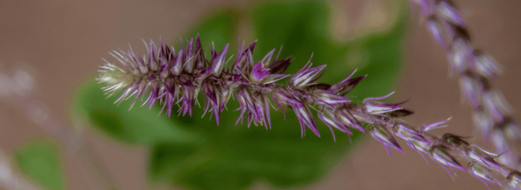 Prickly Chaff Flower: The Mysterious Herb with Remarkable Benefits - Orgen Nutraceuticals